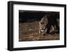 Mountain Lion Hunting-W. Perry Conway-Framed Photographic Print