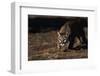 Mountain Lion Hunting-W. Perry Conway-Framed Photographic Print