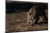 Mountain Lion Hunting-W. Perry Conway-Mounted Photographic Print