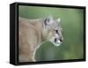 Mountain Lion, in Captivity Sandstone, Minnesota, USA-James Hager-Framed Stretched Canvas