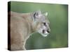 Mountain Lion, in Captivity Sandstone, Minnesota, USA-James Hager-Stretched Canvas