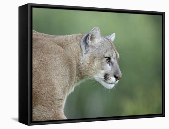 Mountain Lion, in Captivity Sandstone, Minnesota, USA-James Hager-Framed Stretched Canvas