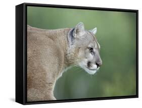 Mountain Lion, in Captivity Sandstone, Minnesota, USA-James Hager-Framed Stretched Canvas