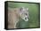 Mountain Lion, in Captivity Sandstone, Minnesota, USA-James Hager-Framed Stretched Canvas