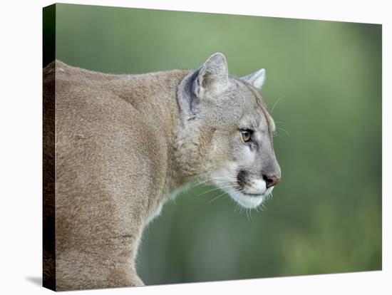 Mountain Lion, in Captivity Sandstone, Minnesota, USA-James Hager-Stretched Canvas