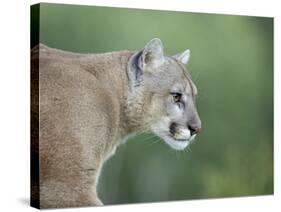 Mountain Lion, in Captivity Sandstone, Minnesota, USA-James Hager-Stretched Canvas