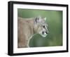 Mountain Lion, in Captivity Sandstone, Minnesota, USA-James Hager-Framed Photographic Print