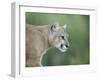 Mountain Lion, in Captivity Sandstone, Minnesota, USA-James Hager-Framed Photographic Print