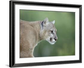 Mountain Lion, in Captivity Sandstone, Minnesota, USA-James Hager-Framed Photographic Print