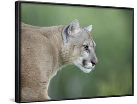 Mountain Lion, in Captivity Sandstone, Minnesota, USA-James Hager-Framed Photographic Print