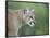 Mountain Lion, in Captivity Sandstone, Minnesota, USA-James Hager-Framed Photographic Print