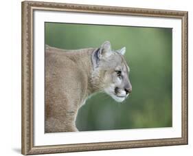 Mountain Lion, in Captivity Sandstone, Minnesota, USA-James Hager-Framed Photographic Print