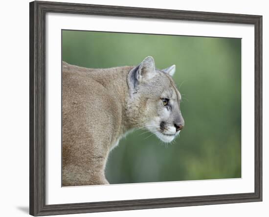 Mountain Lion, in Captivity Sandstone, Minnesota, USA-James Hager-Framed Photographic Print