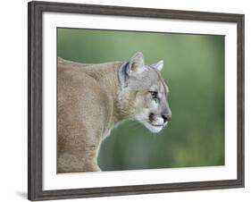 Mountain Lion, in Captivity Sandstone, Minnesota, USA-James Hager-Framed Photographic Print