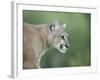 Mountain Lion, in Captivity Sandstone, Minnesota, USA-James Hager-Framed Photographic Print