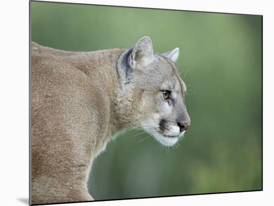 Mountain Lion, in Captivity Sandstone, Minnesota, USA-James Hager-Mounted Photographic Print