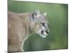 Mountain Lion, in Captivity Sandstone, Minnesota, USA-James Hager-Mounted Photographic Print