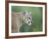 Mountain Lion, in Captivity Sandstone, Minnesota, USA-James Hager-Framed Photographic Print