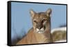 Mountain Lion in snow, Montana. Puma Concolor-Adam Jones-Framed Stretched Canvas