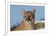 Mountain Lion in snow, Montana. Puma Concolor-Adam Jones-Framed Premium Photographic Print