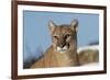 Mountain Lion in snow, Montana. Puma Concolor-Adam Jones-Framed Premium Photographic Print