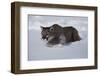 Mountain Lion in Snow-W. Perry Conway-Framed Photographic Print