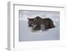 Mountain Lion in Snow-W. Perry Conway-Framed Photographic Print