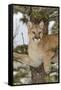 Mountain Lion in tree, Montana. Puma Concolor-Adam Jones-Framed Stretched Canvas