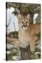 Mountain Lion in tree, Montana. Puma Concolor-Adam Jones-Stretched Canvas