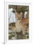 Mountain Lion in tree, Montana. Puma Concolor-Adam Jones-Framed Premium Photographic Print