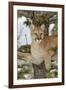 Mountain Lion in tree, Montana. Puma Concolor-Adam Jones-Framed Premium Photographic Print