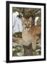 Mountain Lion in tree, Montana. Puma Concolor-Adam Jones-Framed Premium Photographic Print