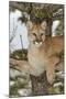 Mountain Lion in tree, Montana. Puma Concolor-Adam Jones-Mounted Premium Photographic Print