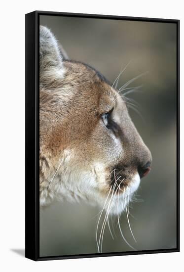 Mountain Lion, Montana-Richard and Susan Day-Framed Stretched Canvas