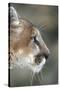 Mountain Lion, Montana-Richard and Susan Day-Stretched Canvas