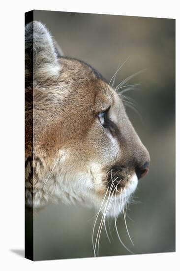 Mountain Lion, Montana-Richard and Susan Day-Stretched Canvas