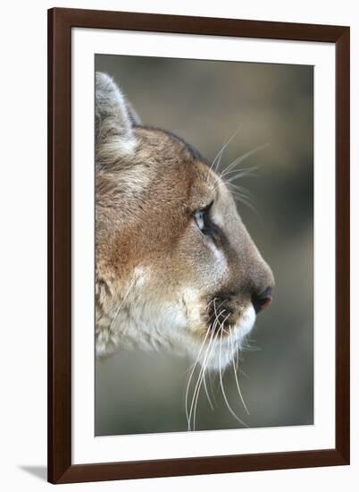 Mountain Lion, Montana-Richard and Susan Day-Framed Photographic Print