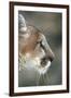 Mountain Lion, Montana-Richard and Susan Day-Framed Photographic Print