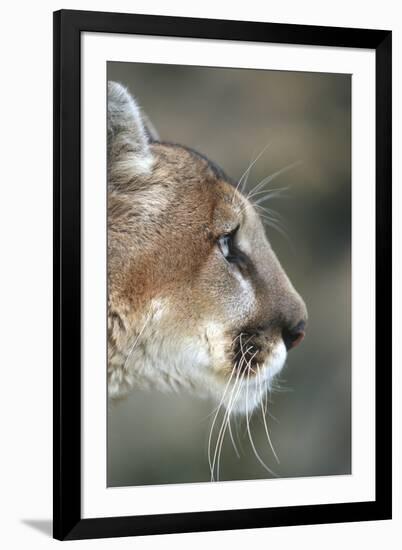 Mountain Lion, Montana-Richard and Susan Day-Framed Photographic Print