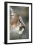 Mountain Lion, Montana-Richard and Susan Day-Framed Photographic Print