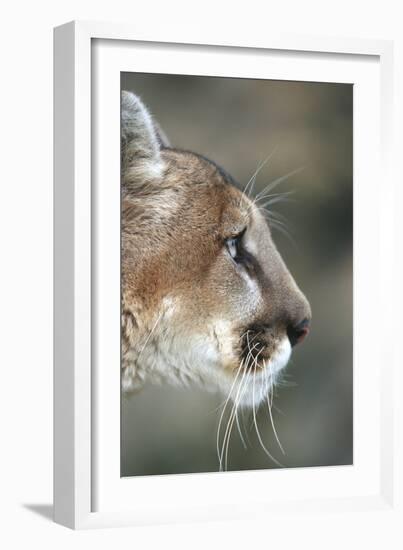 Mountain Lion, Montana-Richard and Susan Day-Framed Photographic Print