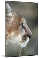 Mountain Lion, Montana-Richard and Susan Day-Mounted Photographic Print