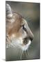 Mountain Lion, Montana-Richard and Susan Day-Mounted Photographic Print