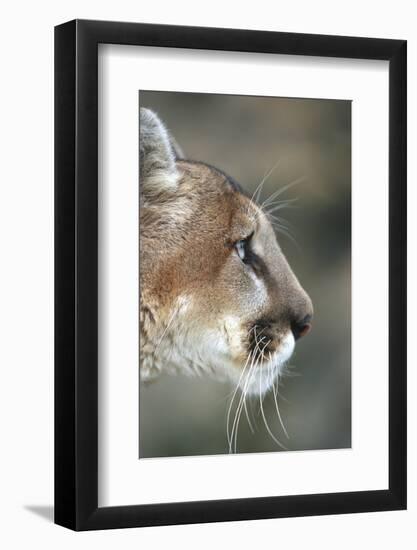 Mountain Lion, Montana-Richard and Susan Day-Framed Photographic Print