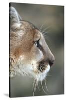 Mountain Lion, Montana-Richard and Susan Day-Stretched Canvas