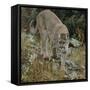 Mountain Lion on Rocks-DLILLC-Framed Stretched Canvas