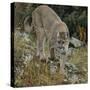 Mountain Lion on Rocks-DLILLC-Stretched Canvas