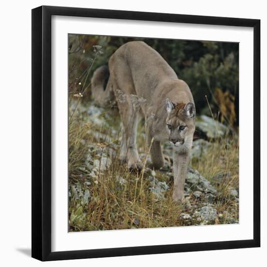 Mountain Lion on Rocks-DLILLC-Framed Photographic Print