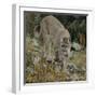 Mountain Lion on Rocks-DLILLC-Framed Photographic Print