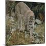 Mountain Lion on Rocks-DLILLC-Mounted Photographic Print